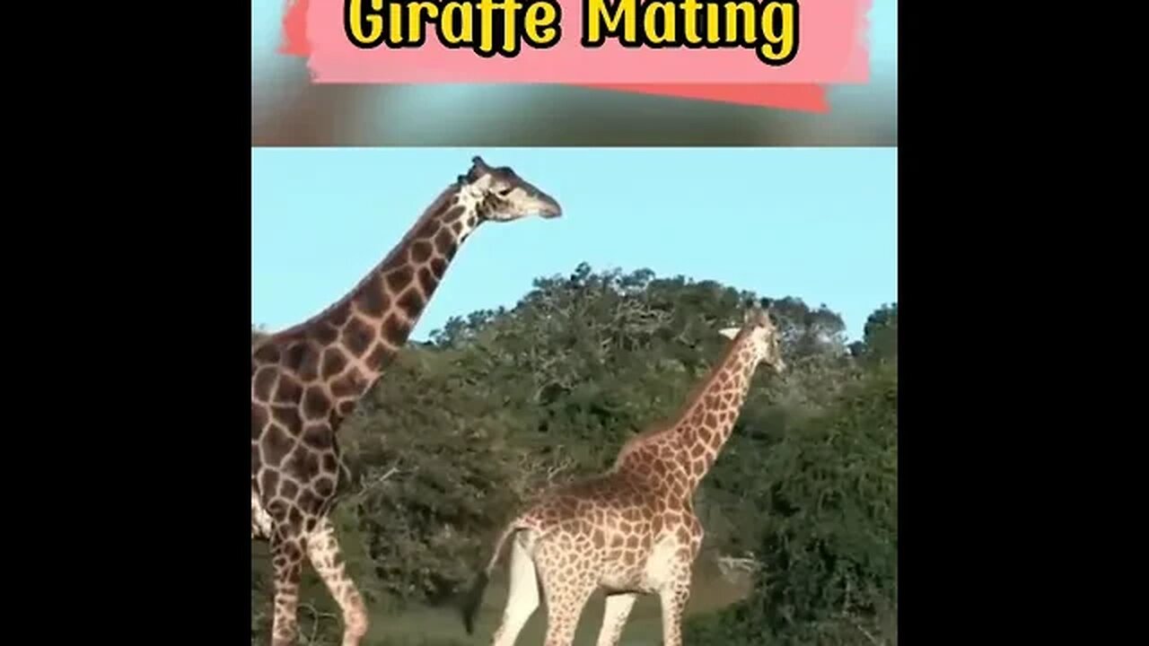 Giraffe Mating #shorts