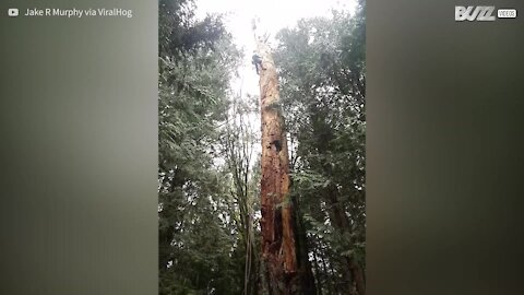 Un arbre abattu tombe en miettes
