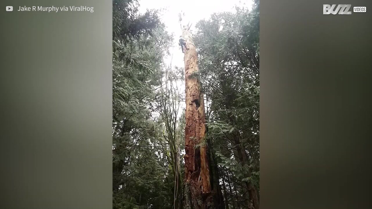 Un arbre abattu tombe en miettes