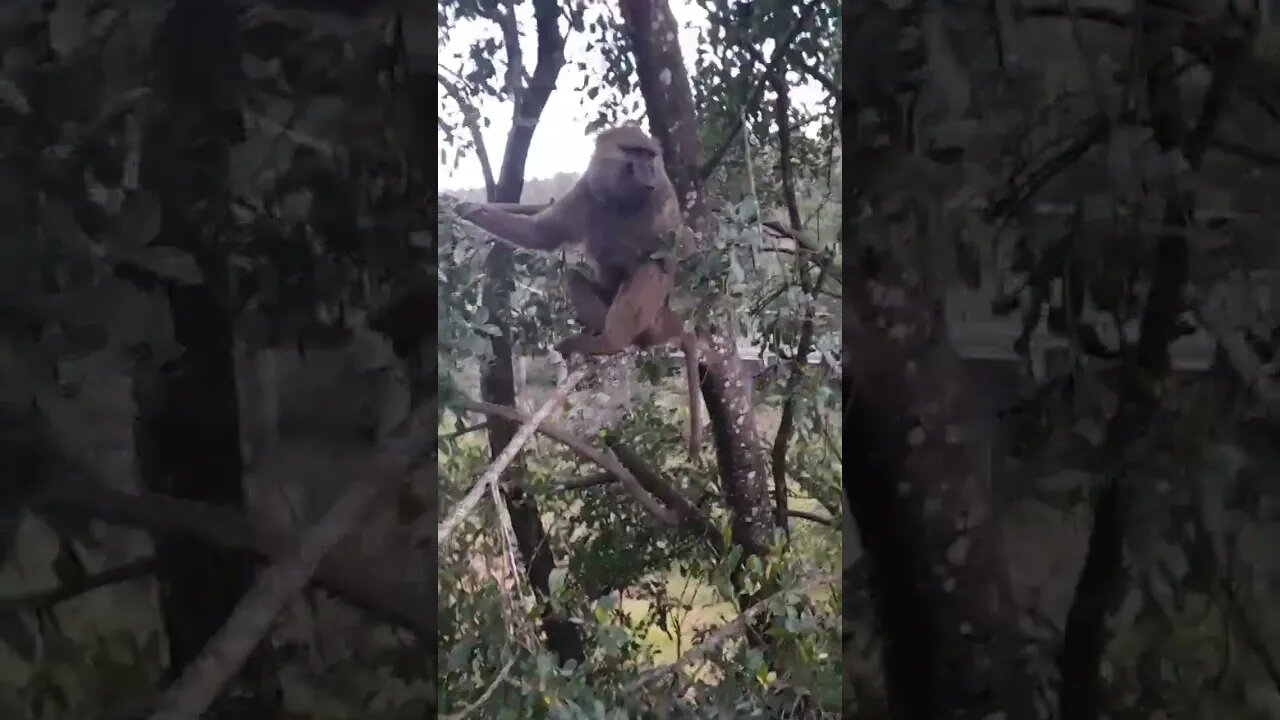 savannah monkey #relaxing #lions #nature #travel #wildlife #viral #animals #love #cat#short #birds