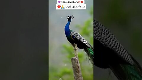 فبی ای الا اے ربکما تکذبان۔۔