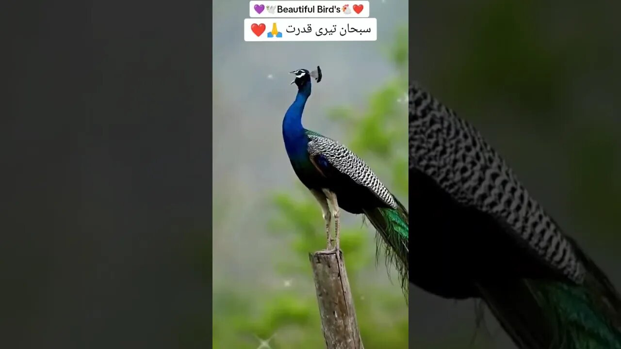 فبی ای الا اے ربکما تکذبان۔۔