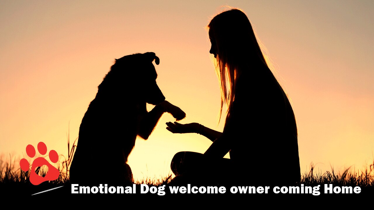 Emotional Dog welcome owner coming Home Video Compilation