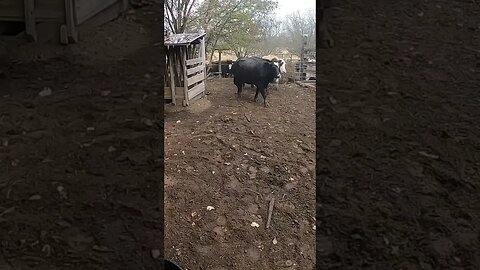 Did someone ring the dinner bell? #farm #farmlife #ranch #ranchlife #hungry #cattle #cow