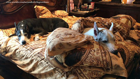 Spoiled Great Dane Wrapped Up In The Pillows and Duvet
