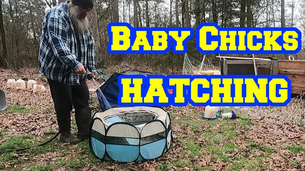 First Chick HATCHED in 2023 | Tips for hatching chicken eggs