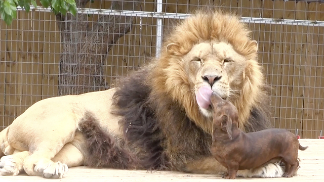 Wiener Dog Gives Loving Kisses To Massive Lion