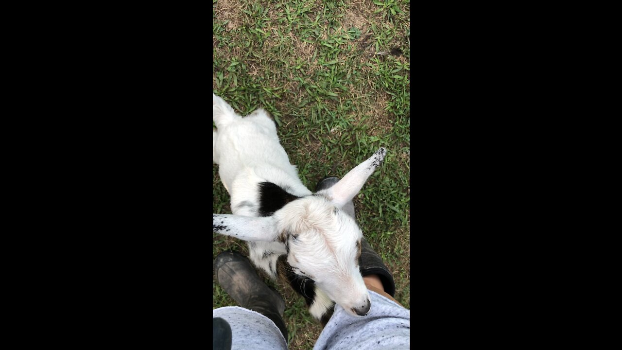 Fern is getting so big #babygoat