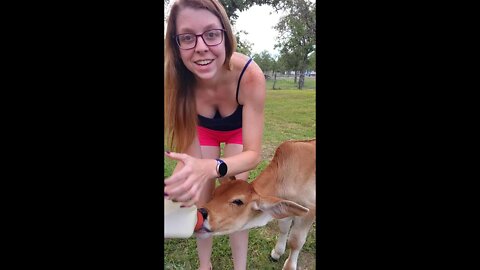 Meet Our New Bottle Calf! #grassfed #calvesofyoutube #cattle #farmlife #shorts