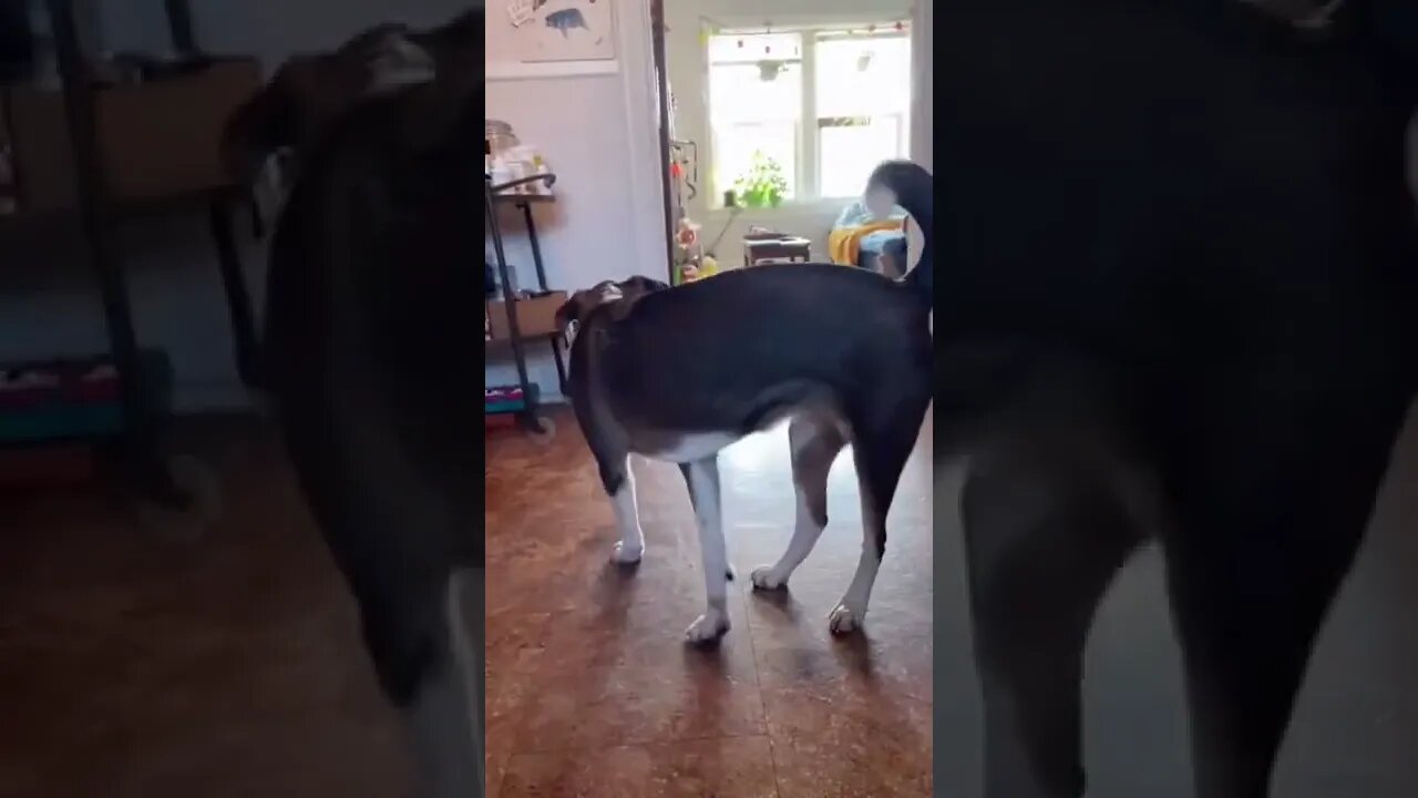 Dog helps out best friend who has Cerebellar Hypoplasia