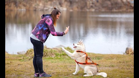 Secrete tricks to make your dog become extremely aggressive.