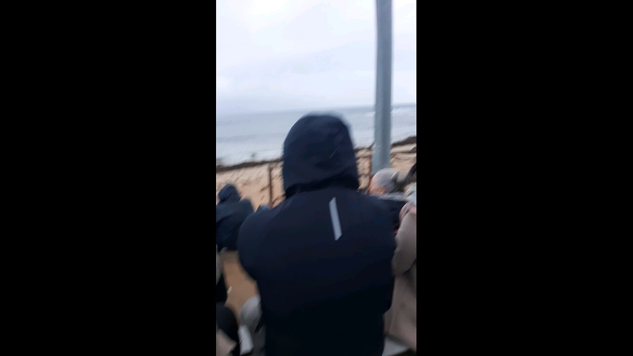penguin parade