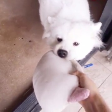 My Puppy Keeps Stealing My Wallet!!!