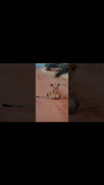 🍃🏝️🦁THE TRUTH ABOUT NATURE… #shorts #short #explore #nature