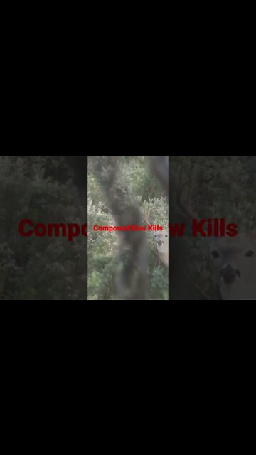 #shorts #bowhunting #bow #archery #arrow #hunting #compoundbow #deer #hiking #whitetaildeer #camo