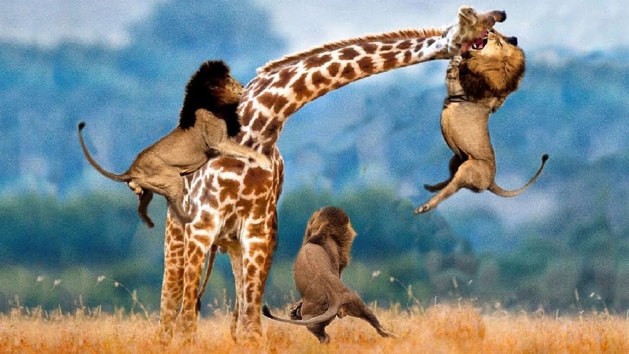 Wildlife Brave Giraffe Kick Five Lion To Save Baby - Power of LION In The Animal World But FAIL