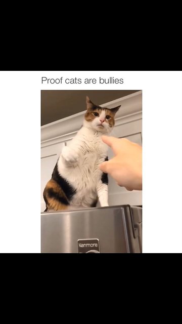 Footage Proves That Cats Are Indeed Bullies