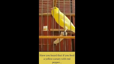 Have you heard that if you feed a yellow canary with red pepper