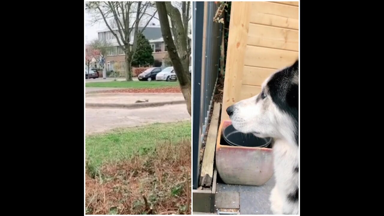 Romantic husky wants to be with beloved