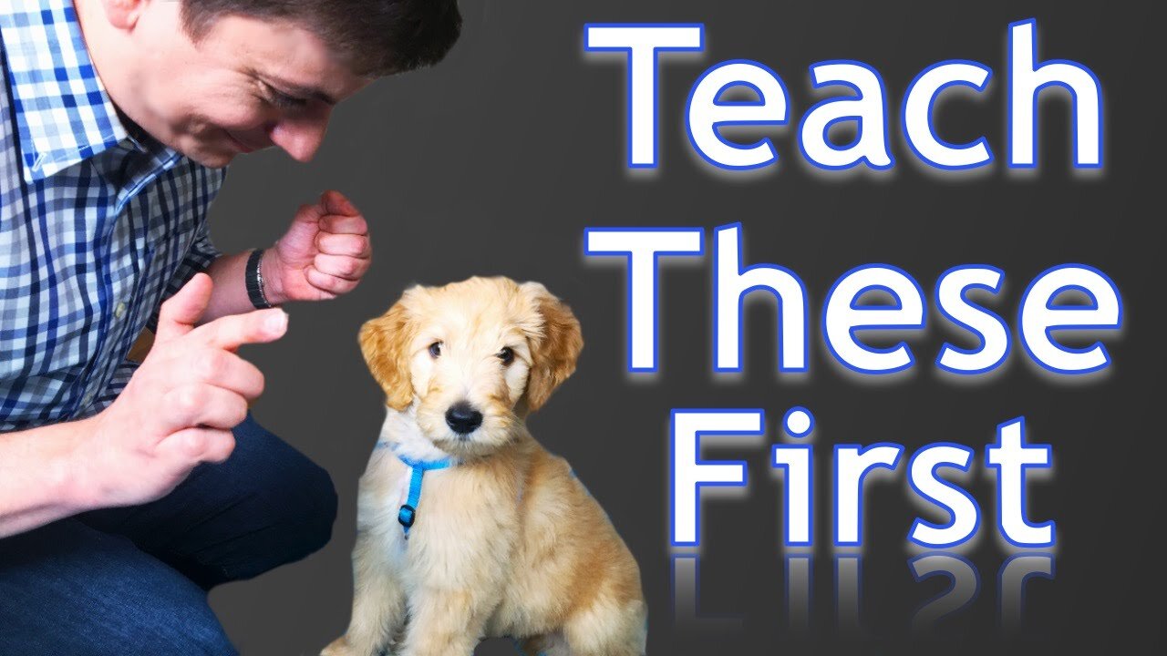 NEW PUPPY OWNERS DON'T KNOW WHERE TO START TRAINING