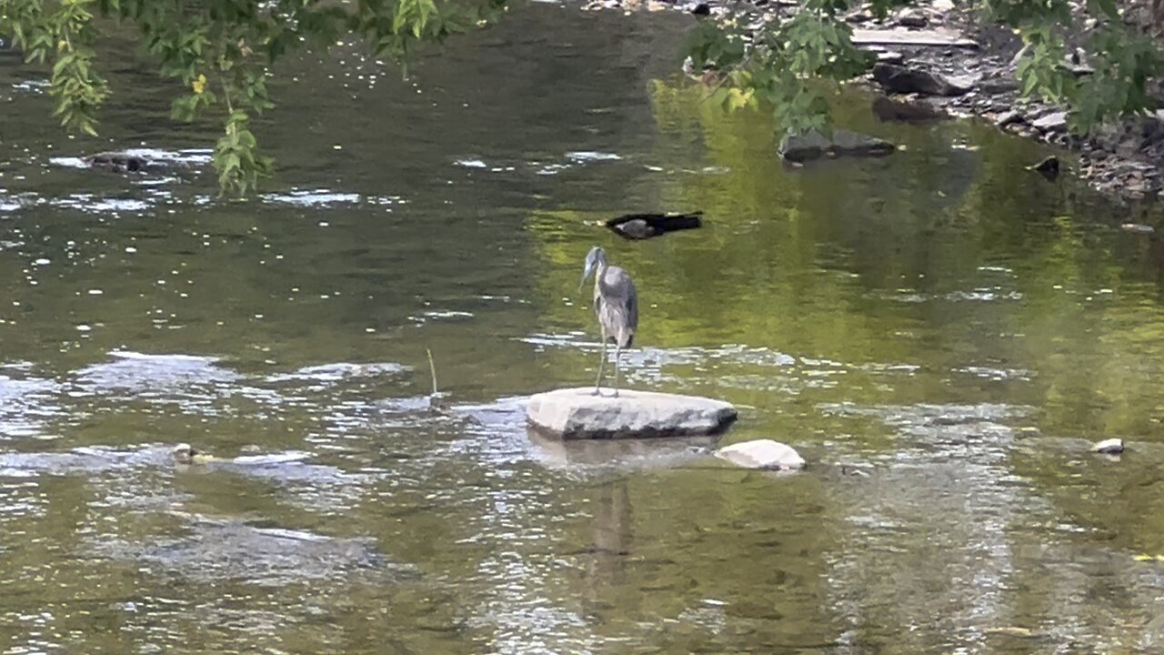 Great Blue Heron fledgling