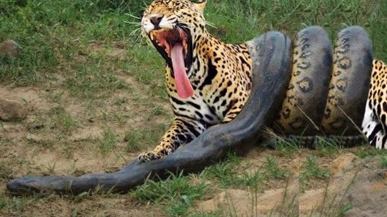 Batalha Animal Onça Pintada contra Anaconda 2021