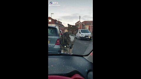 Mr Tibbs saying hello