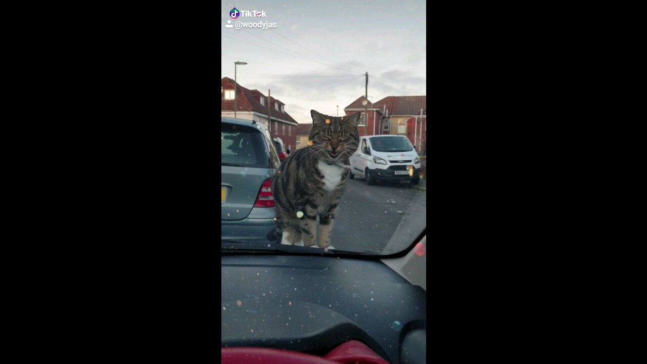 Mr Tibbs saying hello