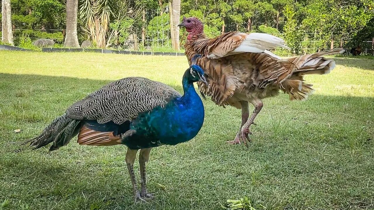 Meet Wallace an American Turkey & His Peacock Friend Help With Bats Fruit Chop - Behind The Scenes