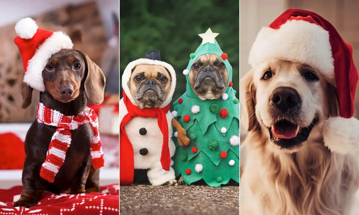 Christmas is coming soon 🎅🎄 with cute dog 🐕