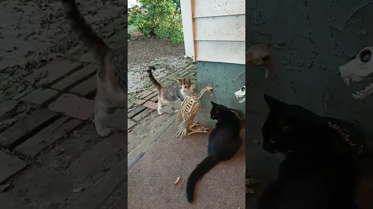 Maniac Cats, Too Tough For Fear