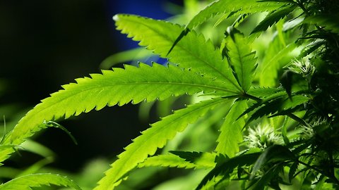 Australia's Greens Party Calls For Full Marijuana Legalization