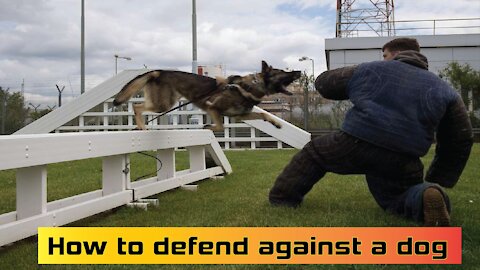 How to defend against a dog. Self defense against dog attack