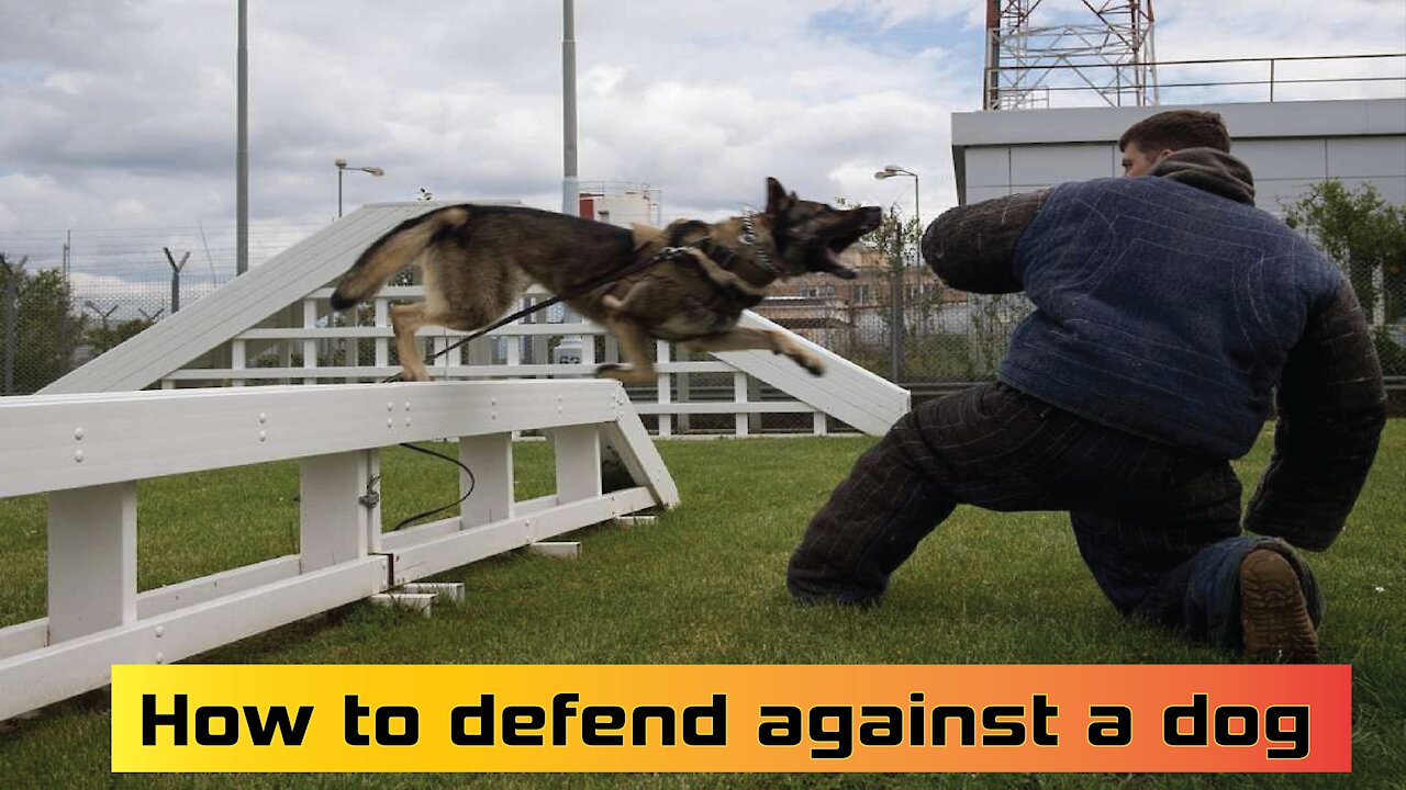 How to defend against a dog. Self defense against dog attack