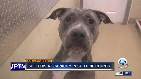 Animal shelters at capacity in St. Lucie County