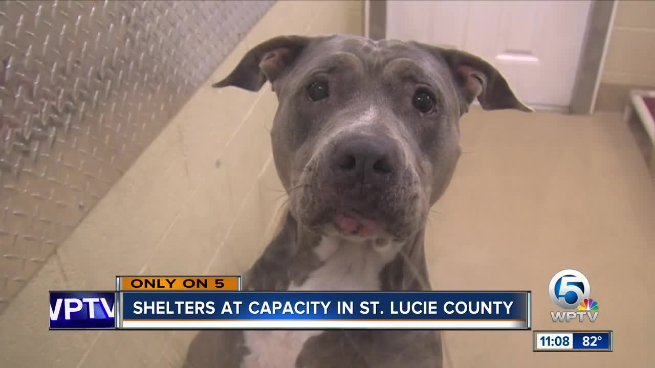 Animal shelters at capacity in St. Lucie County