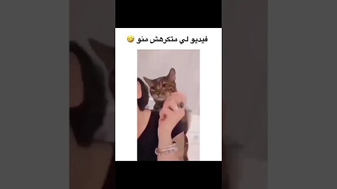 القطة المؤذبة