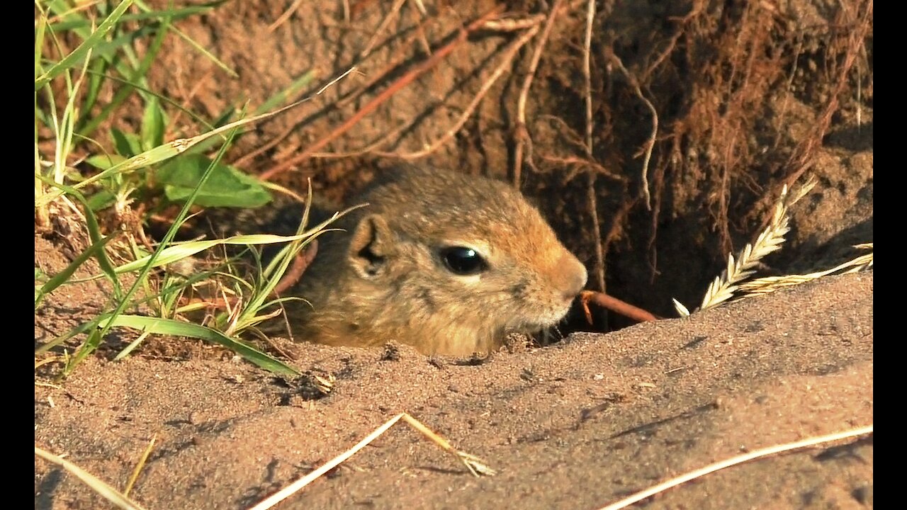 Timid gopher