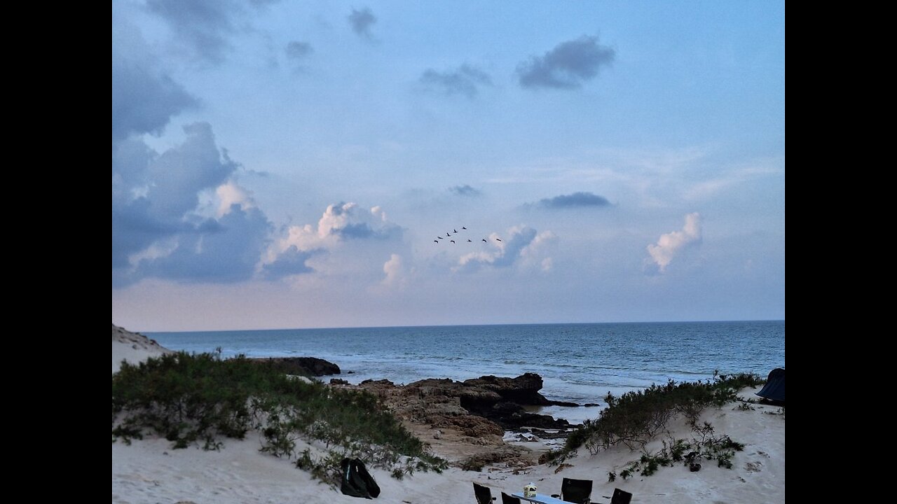 Arher Beach Comorants