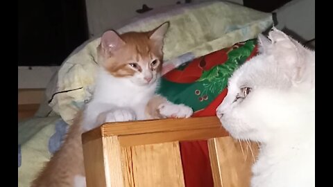 Scared of Grandma? What will happen next?