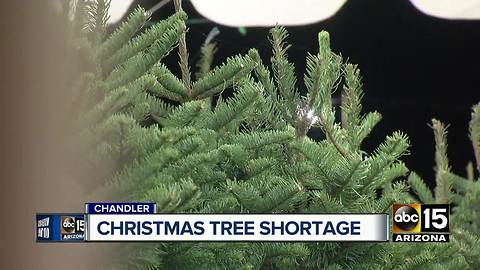 Nationwide shortage on Christmas trees