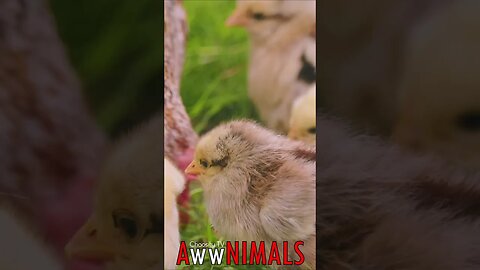 🤗 #AwwNIMALS - Chick Lessons 💕