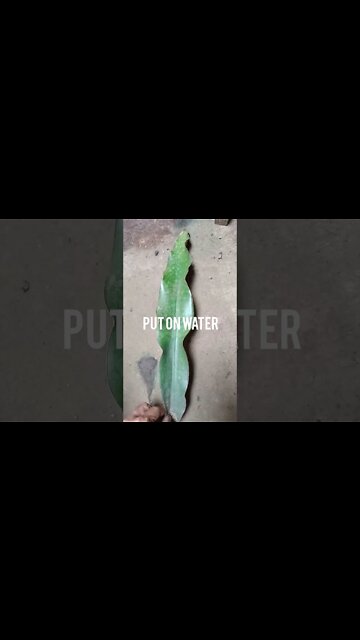 sansevieria leaf water propagation