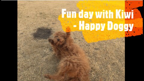 Fun Day with Kiwi, the Labradoodle - Happy Doggy