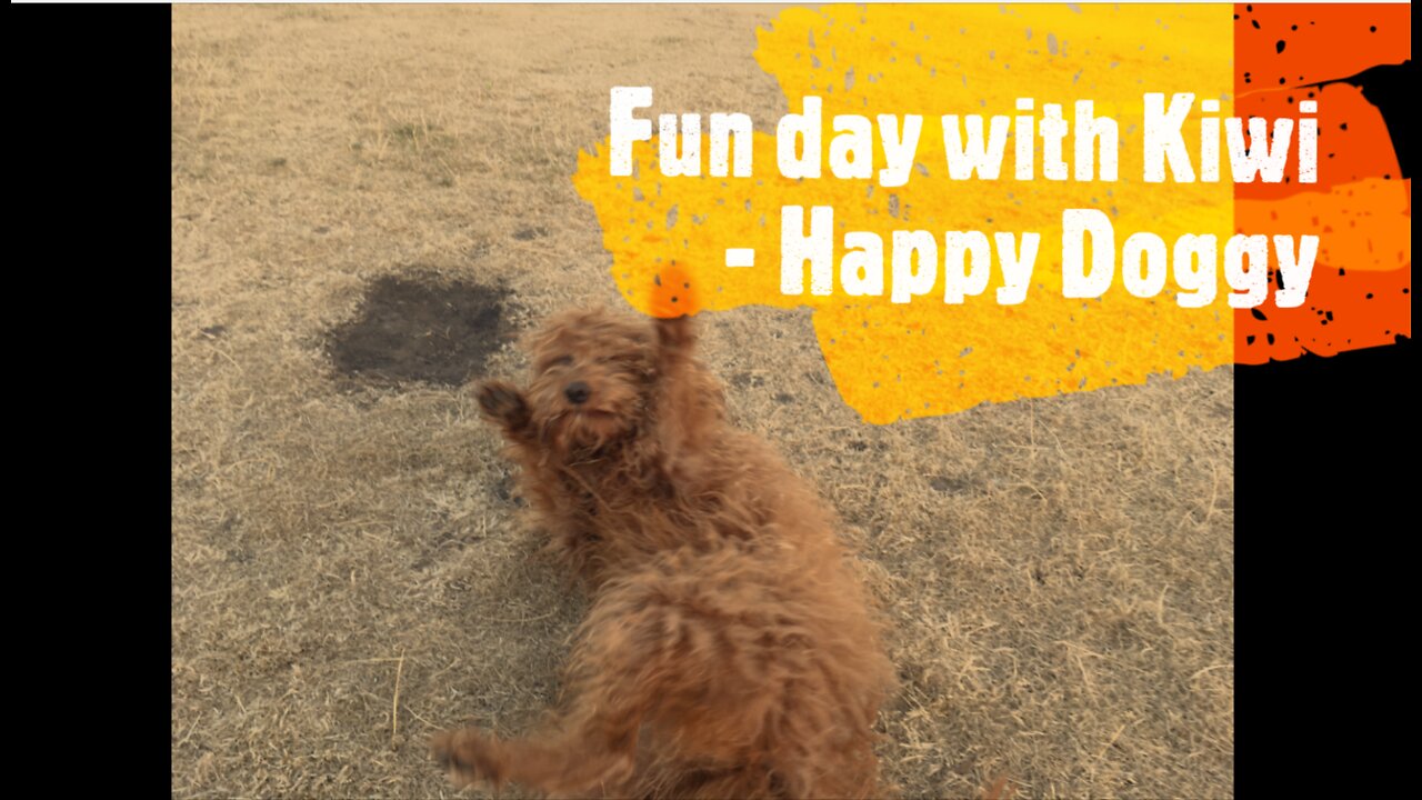 Fun Day with Kiwi, the Labradoodle - Happy Doggy