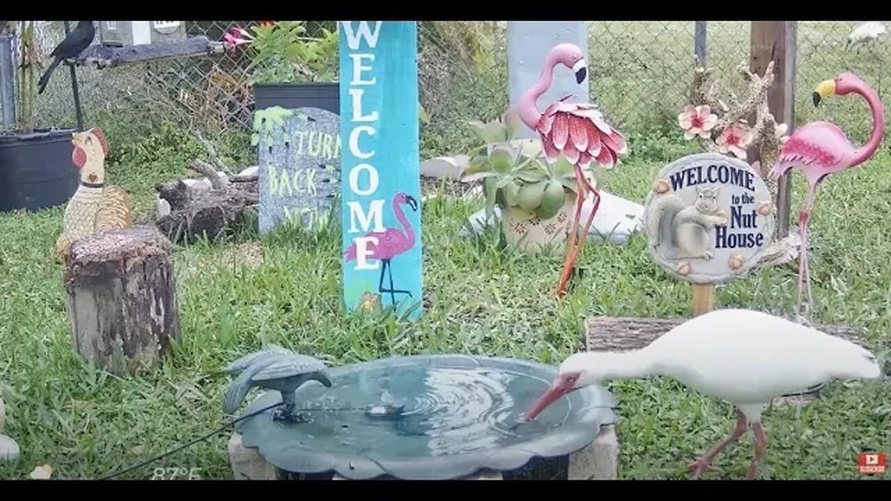 Florida Bird Feeder Live Camera HD Ground/Birdbath