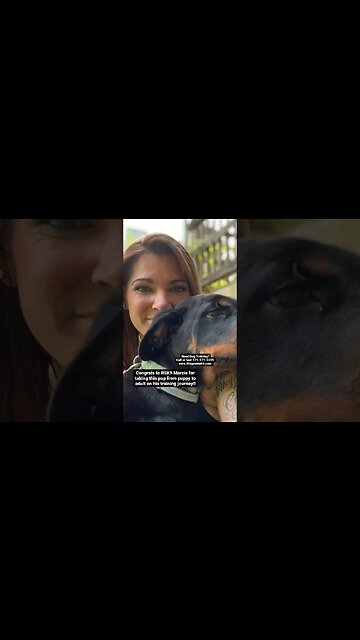 Rottweiler learning a new way! #dogtraining