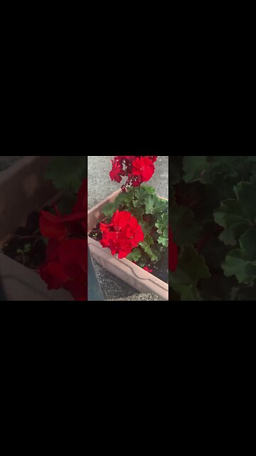 Flowers red as 🩸 Beautiful