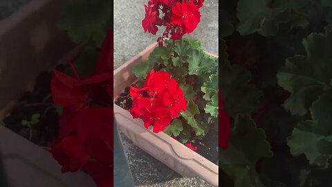 Flowers red as 🩸 Beautiful