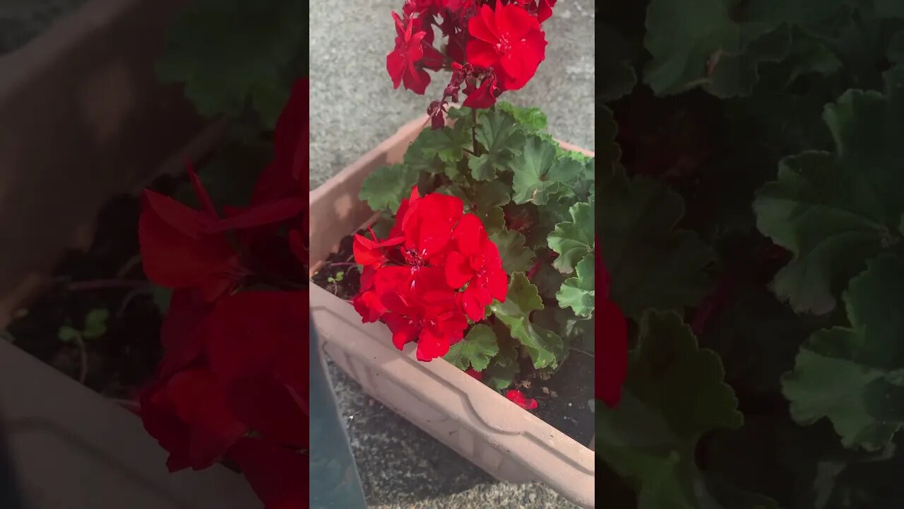 Flowers red as 🩸 Beautiful